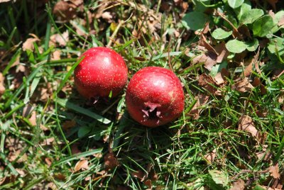 Crataegus pinnatifida - hloh peřenoklaný - zralé jedlé plody